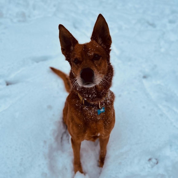 Koa’s Unlisted Deal - Picture 2 of 4